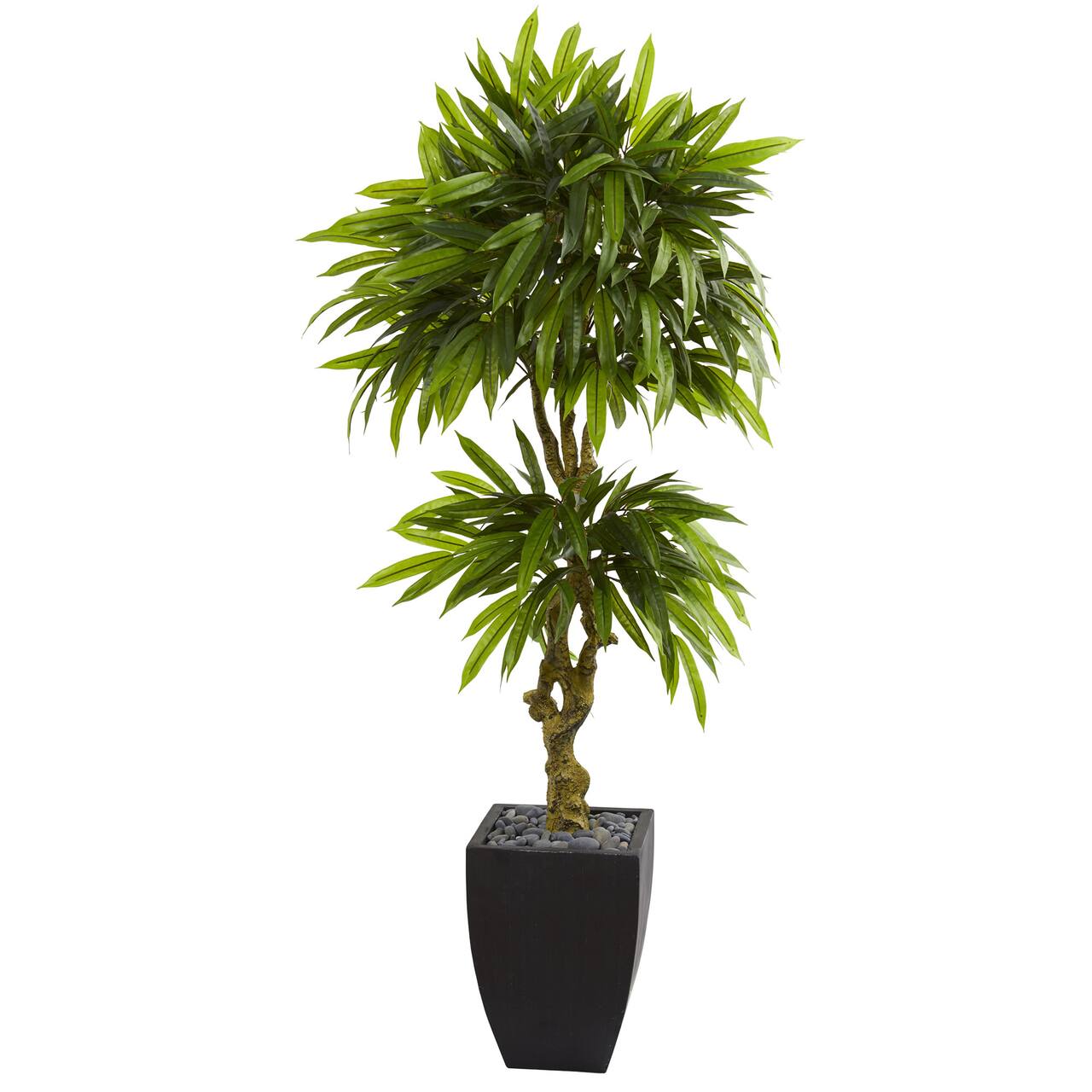 5.5ft. Potted Mango Tree in Decorative Black Planter